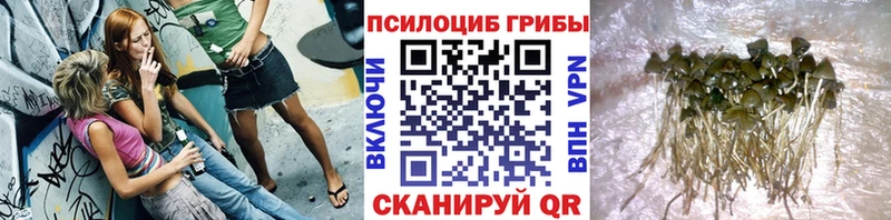 Галлюциногенные грибы Psilocybe  Тында 